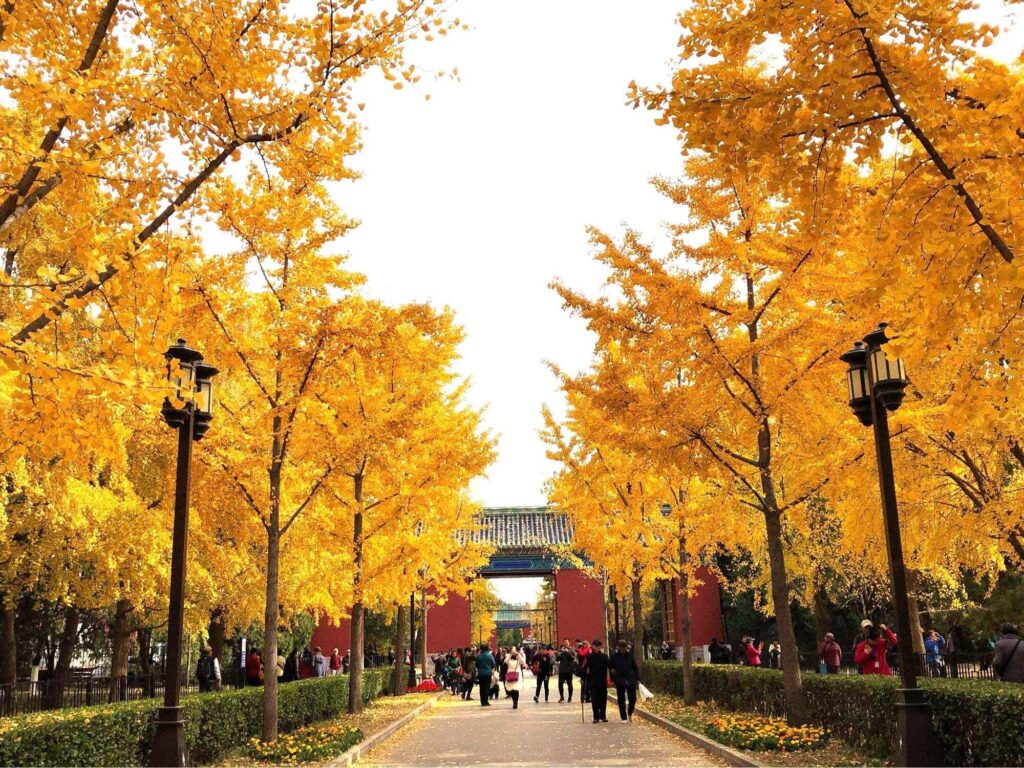 Gợi ý địa điểm ngắm lá vàng khi đến Bắc Kinh mùa thu 10 Gợi ý địa điểm ngắm lá vàng khi đến Bắc Kinh mùa thu