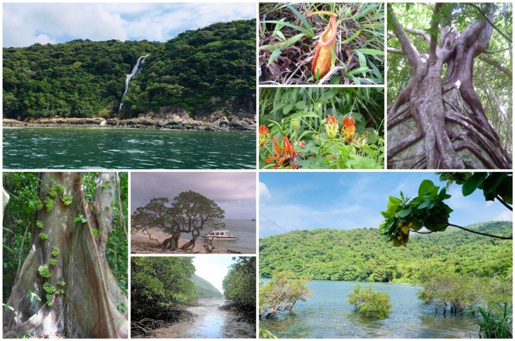 Phần đất liền của Vườn Quốc gia Côn Đảo là nơi sinh sống của nhiều loài động thực vật quý hiếm