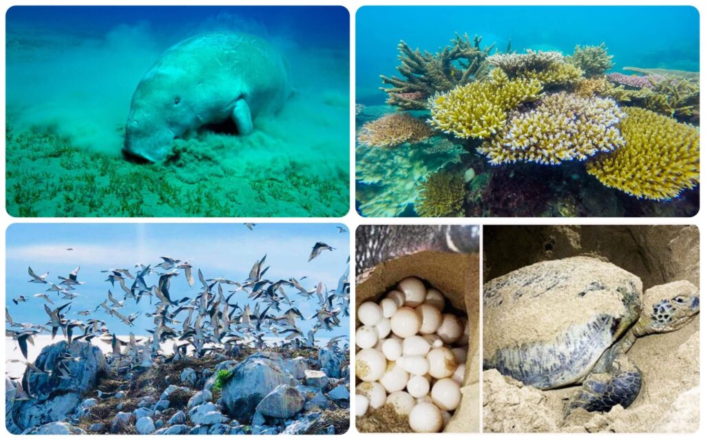 Với khoảng 14.000 ha, Vườn quốc gia Côn Đảo sở hữu hệ sinh thái Biển phong phú